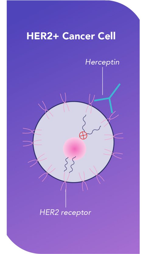 How Herceptin® (trastuzumab) is Thought To Work | Herceptin® (trastuzumab)  for HER2+ Early Breast Cancer